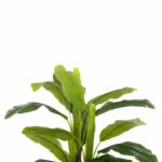 ΔΙΑΚΟΣΜΗΤΙΚΟ ΣΥΝΘΕΤΙΚΟ ΦΥΤΟ HM7968 ΔΕΝΤΡΟ ΜΠΑΝΑΝΑΣ ΣΕ ΓΛΑΣΤΡΑ 123Υεκ. - Image 3