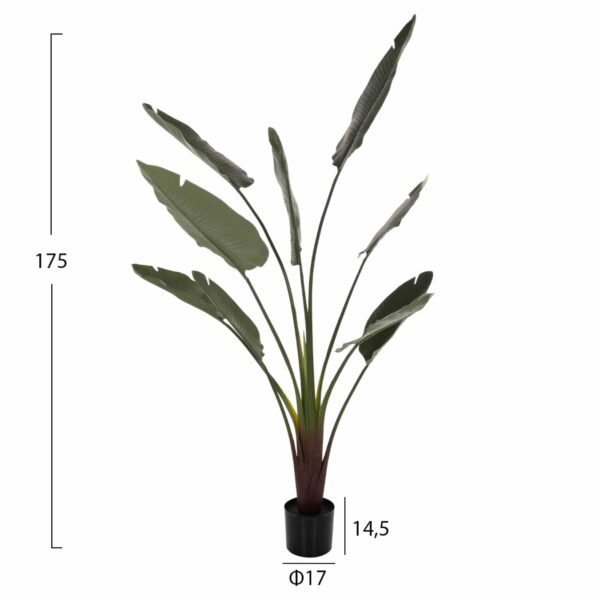 ΔΙΑΚΟΣΜΗΤΙΚΟ ΣΥΝΘΕΤΙΚΟ ΦΥΤΟ HM7980 ΣΤΡΕΛΙΤΣΙΑ ΣΕ ΓΛΑΣΤΡΑ Φ17x14,5-175Yεκ - Image 2