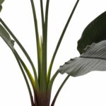 ΔΙΑΚΟΣΜΗΤΙΚΟ ΣΥΝΘΕΤΙΚΟ ΦΥΤΟ HM7980 ΣΤΡΕΛΙΤΣΙΑ ΣΕ ΓΛΑΣΤΡΑ Φ17x14,5-175Yεκ - Image 4