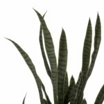 ΔΙΑΚΟΣΜΗΤΙΚΟ ΣΥΝΘΕΤΙΚΟ ΦΥΤΟ HM7994.02 ΣΑΝΣΕΒΙΕΡΙΑ ΠΡΑΣΙΝΟ ΜΕ ΓΛΑΣΤΡΑ 150Υεκ - Image 3