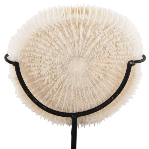 ΕΠΙΤΡΑΠΕΖΙΟ ΔΙΑΚΟΣΜΗΤΙΚΟ HM4273 ΚΟΡΑΛΙ ΣΕ ΦΥΣΙΚΟ-ΜΑΥΡΗ ΜΕΤΑΛΛΙΚΗ ΒΑΣΗ 8x8x16Υ εκ. - Image 4