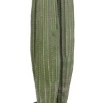 ΔΙΑΚΟΣΜΗΤΙΚΟ ΣΥΝΘΕΤΙΚΟ ΦΥΤΟ HM4743 ΚΑΚΤΟΣ ΜΕ ΓΛΑΣΤΡΑ Φ16x62Υεκ. - Image 4