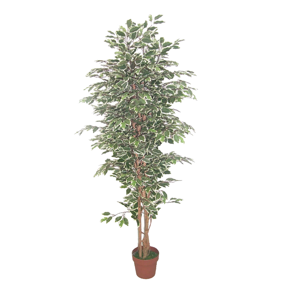 022408-ho4PQ-first-_1 FICUS ΔΕΝΤΡΟ ΤΕΧΝΗΤΟ ΣΕ ΓΛΑΣΤΡΑ 170cm POLYESTER ΠΡΑΣΙΝΟ PE/PP 022408 - Image 1