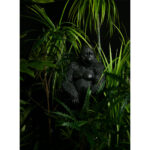 GORILLA BERINGEI ΔΙΑΚΟΣΜΗΤΙΚΟ ΓΟΡΙΛΑΣ 21x19.5x38.8cm POLYRESIN ΜΑΥΡΟ ΜΑΤ 028408 - Image 2