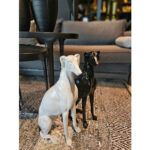 IBIZAN ΔΙΑΚΟΣΜΗΤΙΚΟ ΣΚΥΛΟΣ 39.5x22.5x10.5cm POLYRESIN ΛΕΥΚΟ GLOSSY 028410 - Image 2