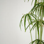 WINDMILL ΔΕΝΤΡΟ ΤΕΧΝΗΤΟ ΣΕ ΓΛΑΣΤΡΑ 160cm PVC ΠΡΑΣΙΝΟ ΜΑΥΡΟ ΤΣΙΜΕΝΤΟ 030835 - Image 2