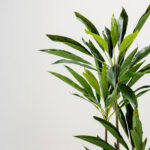 VELVET TREE ΔΕΝΤΡΟ ΤΕΧΝΗΤΟ ΣΕ ΓΛΑΣΤΡΑ 120cm PVC ΠΡΑΣΙΝΟ ΜΑΥΡΟ ΤΣΙΜΕΝΤΟ 030848 - Image 3