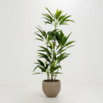 VELVET TREE ΔΕΝΤΡΟ ΤΕΧΝΗΤΟ ΣΕ ΓΛΑΣΤΡΑ 140cm PVC ΠΡΑΣΙΝΟ ΜΑΥΡΟ ΤΣΙΜΕΝΤΟ 030849 - Image 2