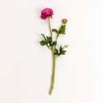 RANUNCULUS ΛΟΥΛΟΥΔΙ ΤΕΧΝΗΤΟ 48cm POLYESTER ΦΟΥΞΙΑ ΠΡΑΣΙΝΟ 030878