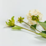 ZINNIA ΛΟΥΛΟΥΔΙ ΤΕΧΝΗΤΟ 62cm POLYESTER ΜΠΕΖ ΠΡΑΣΙΝΟ 030898 - Image 4