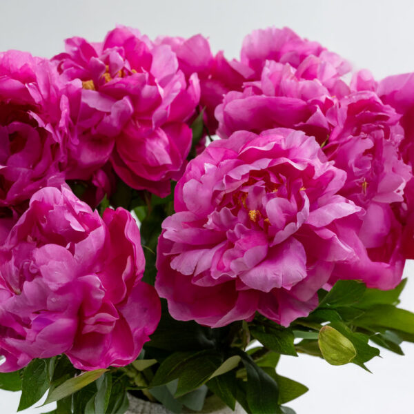 PEONY ΛΟΥΛΟΥΔΙ ΤΕΧΝΗΤΟ 67cm POLYESTER ΦΟΥΞΙΑ ΠΡΑΣΙΝΟ 030907 - Image 3