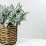 SENECIO CINERARIA ΚΛΑΔΙ ΤΕΧΝΗΤΟ 38cm POLYESTER ΠΡΑΣΙΝΟ 030972 - Image 2