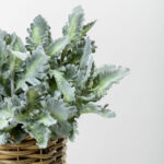 SENECIO CINERARIA ΚΛΑΔΙ ΤΕΧΝΗΤΟ 38cm POLYESTER ΠΡΑΣΙΝΟ 030972 - Image 5