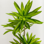 FATSIA ΔΕΝΤΡΟ ΤΕΧΝΗΤΟ ΣΕ ΓΛΑΣΤΡΑ 110cm ΥΦΑΣΜΑ ΠΡΑΣΙΝΟ PVC 031320 - Image 2