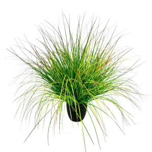 BENT GRASS ΦΥΤΟ ΤΕΧΝΗΤΟ ΣΕ ΓΛΑΣΤΡΑ 90cm PVC ΠΡΑΣΙΝΟ 031344