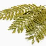 AROMA WISHPER ΛΟΥΛΟΥΔΙ ΤΕΧΝΗΤΟ 76cm FOAM ΠΡΑΣΙΝΟ PVC 031800 - Image 4