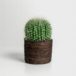 FEROCACTUS ΦΥΤΟ ΤΕΧΝΗΤΟ ΣΕ ΓΛΑΣΤΡΑ 18x18x30cm ΥΦΑΣΜΑ ΠΡΑΣΙΝΟ ΛΕΥΚΟ ΠΛΑΣΤΙΚΟ 019206 - Image 2