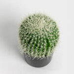 FEROCACTUS ΦΥΤΟ ΤΕΧΝΗΤΟ ΣΕ ΓΛΑΣΤΡΑ 18x18x30cm ΥΦΑΣΜΑ ΠΡΑΣΙΝΟ ΛΕΥΚΟ ΠΛΑΣΤΙΚΟ 019206 - Image 4