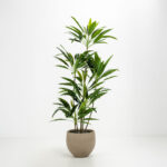 SCILLA ΓΛΑΣΤΡΑ SET 2ΤΜΧ 40x40x34cm ΤΣΙΜΕΝΤΟ ΚΑΦΕ ΑΝΟΙΧΤΟ 029282 - Image 2