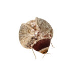 PRINCESS BROCADE ΧΡΙΣΤΟΥΓΕΝΝΙΑΤΙΚΟ ΔΙΑΚΟΣΜΗΤΙΚΟ ΣΚΑΘΑΡΙ 13x13x7cm FOAM ΠΟΛΥΧΡΩΜΟ ΥΦΑΣΜΑ 030242