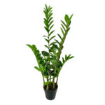 ZAMIA ΦΥΤΟ ΤΕΧΝΗΤΟ ΣΕ ΓΛΑΣΤΡΑ 95cm ΥΦΑΣΜΑ ΠΡΑΣΙΝΟ PVC 031326
