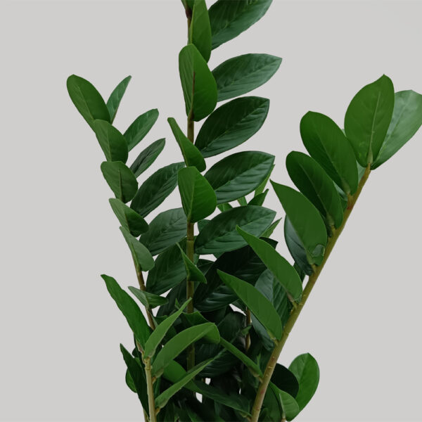 ZAMIA ΦΥΤΟ ΤΕΧΝΗΤΟ ΣΕ ΓΛΑΣΤΡΑ 85cm ΥΦΑΣΜΑ ΠΡΑΣΙΝΟ PVC 031325 - Image 3