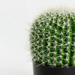 FEROCACTUS ΦΥΤΟ ΤΕΧΝΗΤΟ ΣΕ ΓΛΑΣΤΡΑ 18x18x30cm ΥΦΑΣΜΑ ΠΡΑΣΙΝΟ ΛΕΥΚΟ ΠΛΑΣΤΙΚΟ 019206 - Image 7