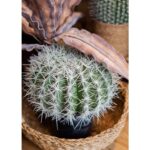 FEROCACTUS ΦΥΤΟ ΤΕΧΝΗΤΟ ΣΕ ΓΛΑΣΤΡΑ 25x25x33cm ΥΦΑΣΜΑ ΠΡΑΣΙΝΟ ΛΕΥΚΟ ΠΛΑΣΤΙΚΟ 019207 - Image 5