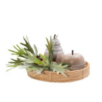 ULMUS ΔΙΑΚΟΣΜΗΤΙΚΟ ΑΧΛΑΔΙ 17x16x23cm POLYRESIN ΦΥΣΙΚΟ ΛΕΥΚΟ 019783 - Image 5