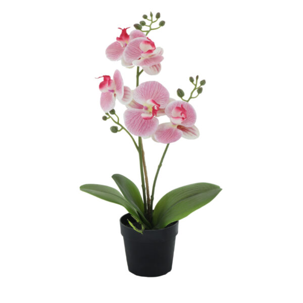 ORCHID 1 ΦΥΤΟ ΤΕΧΝΗΤΟ ΣΕ ΓΛΑΣΤΡΑ 35cm PE/PP ΡΟΖ ΠΡΑΣΙΝΟ PEVA 022415 - Image 2