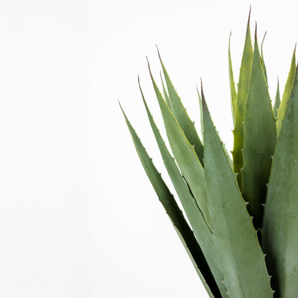 AGAVE ΦΥΤΟ ΤΕΧΝΗΤΟ ΣΕ ΓΛΑΣΤΡΑ 58cm PVC ΠΡΑΣΙΝΟ ΜΑΥΡΟ ΤΣΙΜΕΝΤΟ 030829 - Image 7