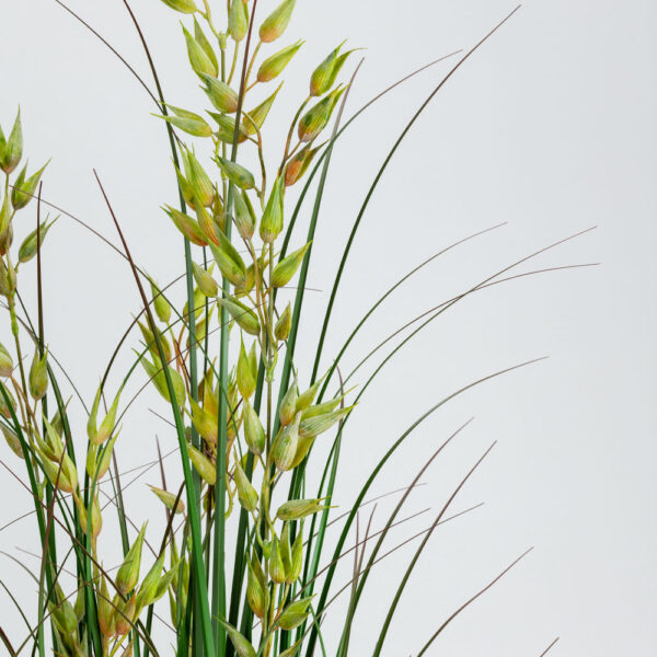 OAT GRASS ΦΥΤΟ ΤΕΧΝΗΤΟ ΣΕ ΓΛΑΣΤΡΑ 120cm PVC ΠΡΑΣΙΝΟ 031334 - Image 7