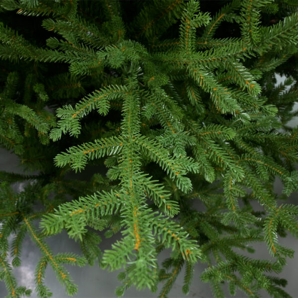 NOEL VERDE ΧΡΙΣΤΟΥΓΕΝΝΙΑΤΙΚΟ ΔΕΝΤΡΟ 150x150x210cm PE/PVC ΠΡΑΣΙΝΟ 035261 - Image 2
