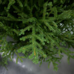 EMERALD SPRUCE ΧΡΙΣΤΟΥΓΕΝΝΙΑΤΙΚΟ ΔΕΝΤΡΟ 115x115x180cm PE/PVC ΠΡΑΣΙΝΟ 035262 - Image 2