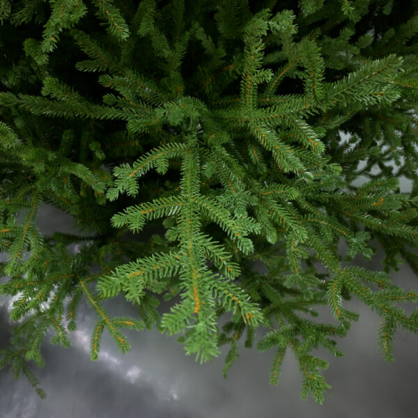 EMERALD SPRUCE ΧΡΙΣΤΟΥΓΕΝΝΙΑΤΙΚΟ ΔΕΝΤΡΟ 115x115x180cm PE/PVC ΠΡΑΣΙΝΟ 035262 - Image 2