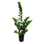 ZAMIA ΦΥΤΟ ΤΕΧΝΗΤΟ ΣΕ ΓΛΑΣΤΡΑ 85cm ΥΦΑΣΜΑ ΠΡΑΣΙΝΟ PVC 031325
