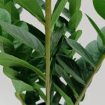 ZAMIA ΦΥΤΟ ΤΕΧΝΗΤΟ ΣΕ ΓΛΑΣΤΡΑ 95cm ΥΦΑΣΜΑ ΠΡΑΣΙΝΟ PVC 031326 - Image 2